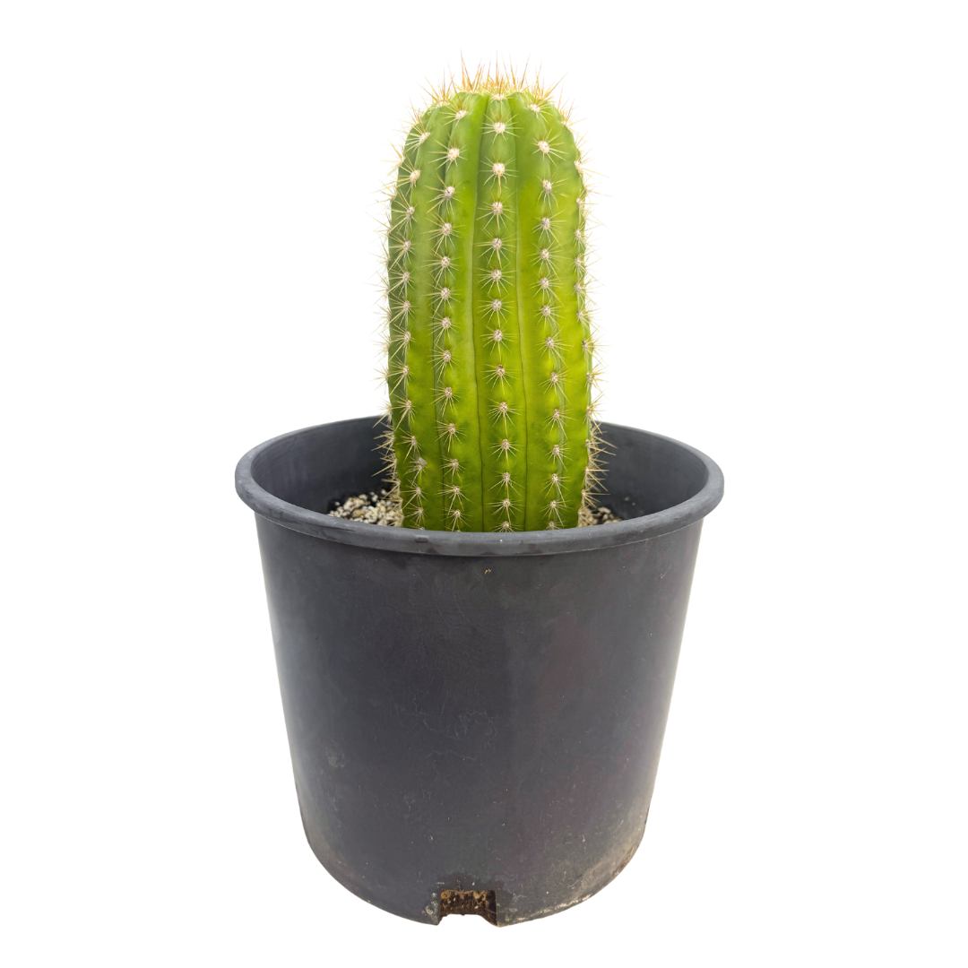 Trichocereus 'Flying Saucer' | Trichocereus Flowering Hybrid – San