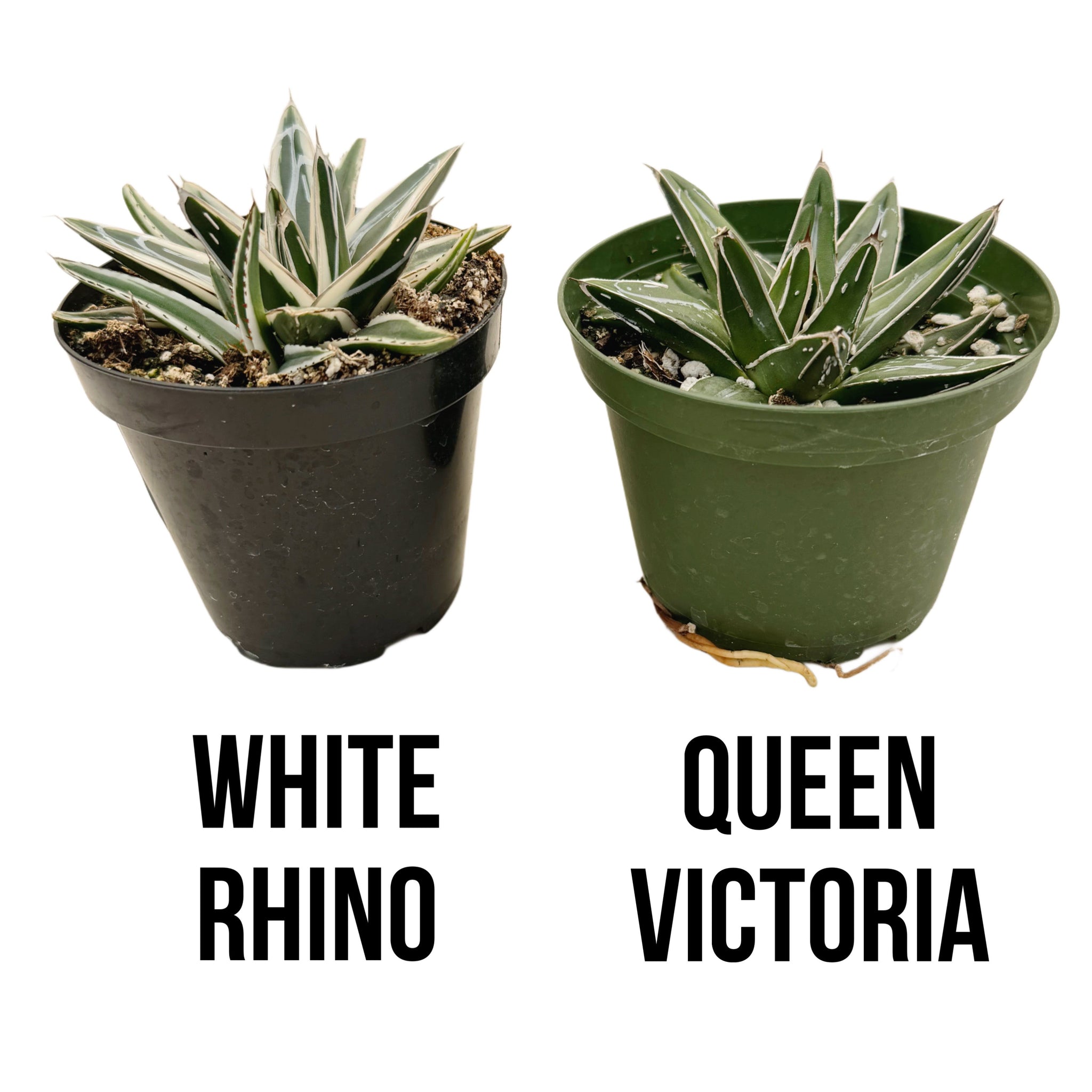 Agave Victoriae Reginae 'White Rhino'