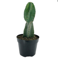 Load image into Gallery viewer, Twist Cactus | Cereus peruvianus Spiralis
