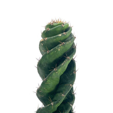 Load image into Gallery viewer, Spiral Cactus | Cereus forbesii Spiralis
