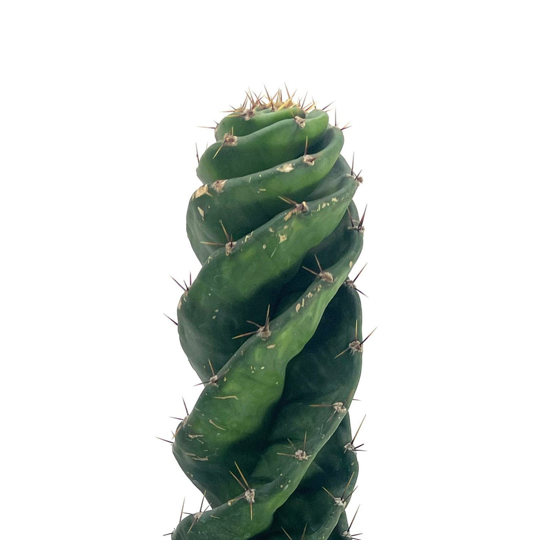 Spiral Cactus | Cereus forbesii Spiralis