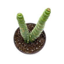 Load image into Gallery viewer, Unicorn Cactus | Eulychnia castanea spiralis
