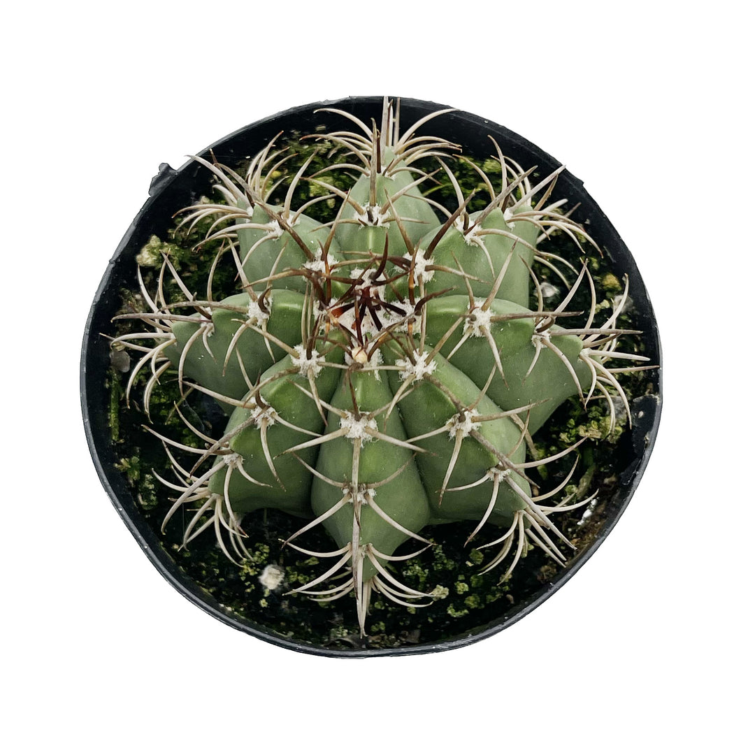 Dwarf Turks Cap Cactus | Melocactus matanzanus