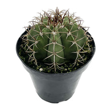 Load image into Gallery viewer, Dwarf Turks Cap Cactus | Melocactus matanzanus
