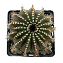 Load image into Gallery viewer, Uebelmannia pseudopectinifera
