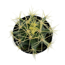 Load image into Gallery viewer, Blue Barrel Cactus | Ferocactus glaucescens
