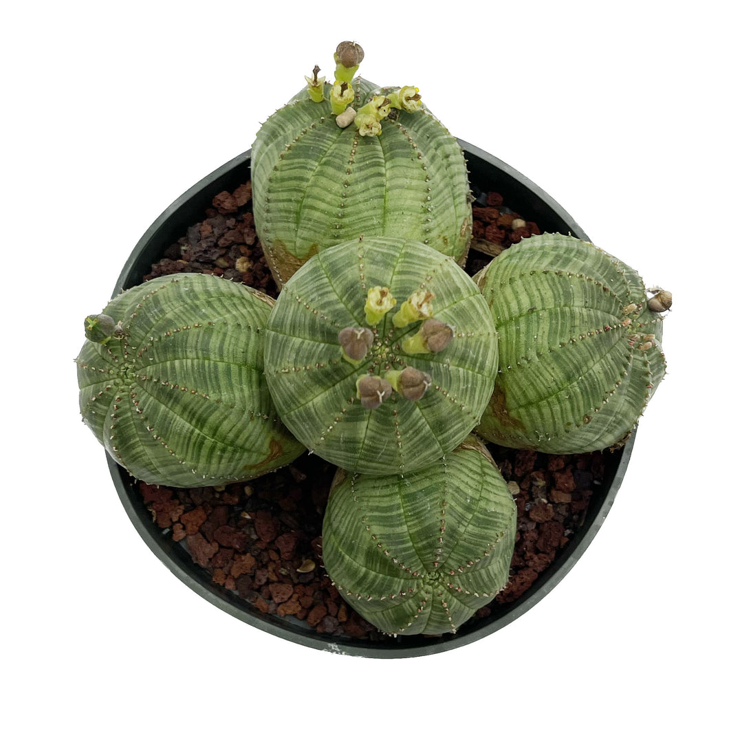 Euphorbia Obesa Cluster