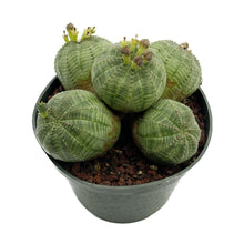 Load image into Gallery viewer, Euphorbia Obesa Cluster
