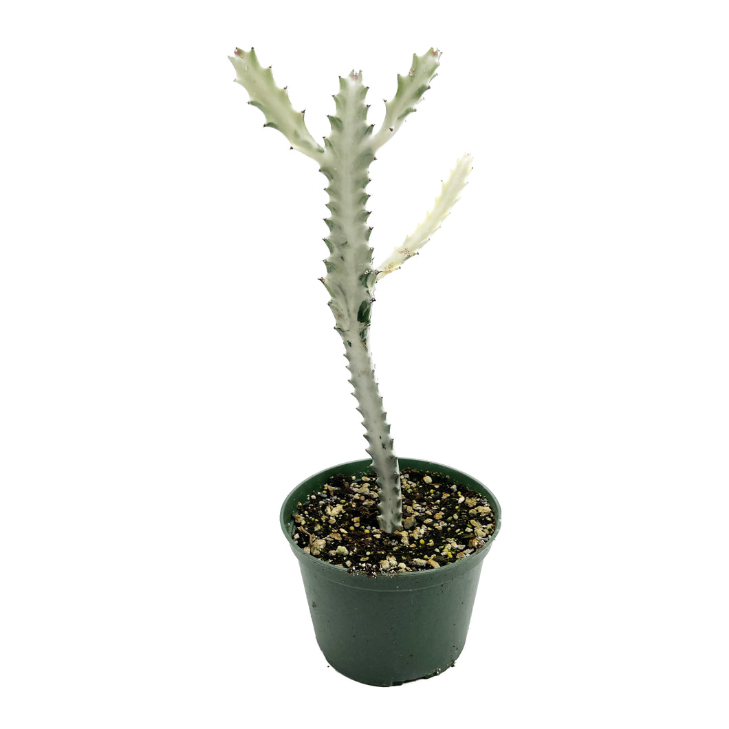 White Ghost Euphorbia | Euphorbia Lactea Variegata