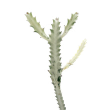 Load image into Gallery viewer, White Ghost Euphorbia | Euphorbia Lactea Variegata
