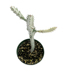 Load image into Gallery viewer, Euphorbia Lactea Variegata | White Ghost Euphorbia - Small (8-12 inch) - San Pedro Source
