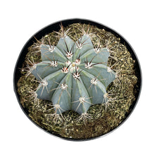 Load image into Gallery viewer, Turks Cap Cactus | Melocactus azureus
