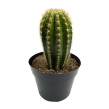 Load image into Gallery viewer, Trichocereus &#39;Sun Goddess&#39; - 8 inch pot (bare root) - San Pedro Source
