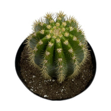 Load image into Gallery viewer, Trichocereus &#39;Sun Goddess&#39; - 8 inch pot (bare root) - San Pedro Source
