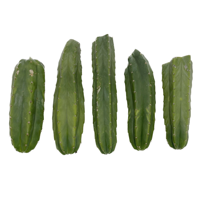 Trichocereus Pachanoi | Bulk Cutting Packs | San Pedro Cactus Bulk - Predominant Cultivar (PC) / 5 Regular Cuttings / Small (8-12 inch) - San Pedro Source