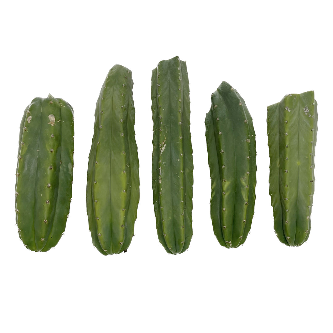 San Pedro Cactus | Bulk Cutting Packs | Echinopsis (Trichocereus) Pachanoi