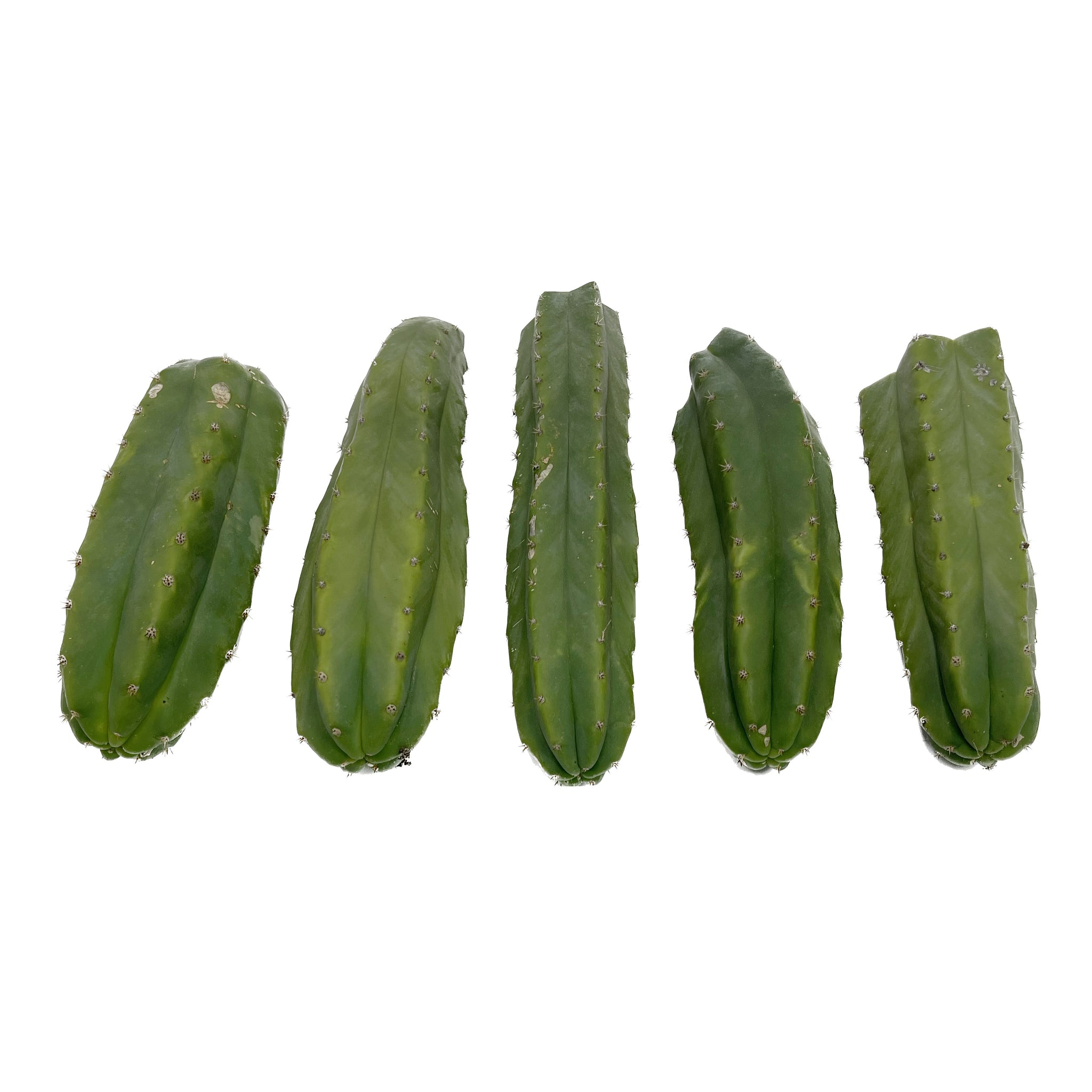 san pedro cactus order Trichocereus Pachanoi