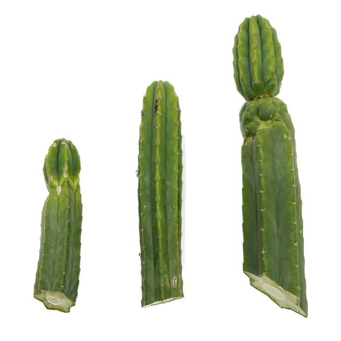 Imperfect Trichocereus Pachanoi Cuttings | Imperfect San Pedro Cactus Cuttings - Predominant Cultivar (PC) / Small (8-12 inch) - San Pedro Source