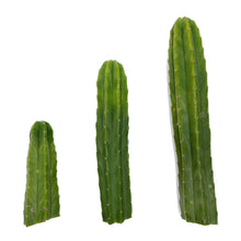 Load image into Gallery viewer, Trichocereus Pachanoi Cuttings | San Pedro Cactus Cuttings - Predominant Cultivar (PC) / Small (8-12 inch) - San Pedro Source
