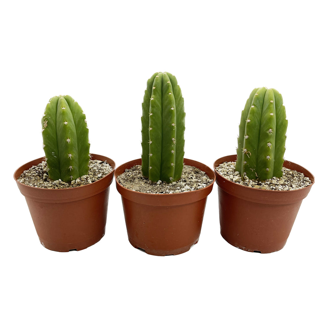 San Pedro Cactus | Bulk Rooted Cactus Packs | Echinopsis (Trichocereus) Pachanoi