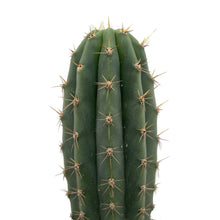 Load image into Gallery viewer, Icaros DNA Peruvians | Trichocereus Peruvianus Icaro
