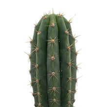 Load image into Gallery viewer, Peruvian Torch Cactus | Trichocereus peruvianus | Echinopsis peruviana
