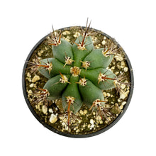 Load image into Gallery viewer, Icaros DNA Peruvians | Trichocereus Peruvianus Icaro
