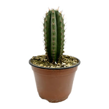 Load image into Gallery viewer, Icaros DNA Peruvians | Trichocereus Peruvianus Icaro
