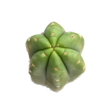 Load image into Gallery viewer, Juul San Pedro Cactus | Trichocereus Pachanoi &#39;Juul&#39;
