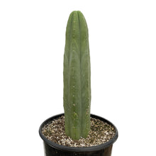Load image into Gallery viewer, Juul San Pedro Cactus | Trichocereus Pachanoi &#39;Juul&#39;

