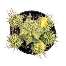 Load image into Gallery viewer, Euphorbia meloformis Variegata
