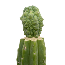 Load image into Gallery viewer, Myrtillocactus geometrizans cv. ‘Glorp’ | Glorp - Grafted Small - San Pedro Source
