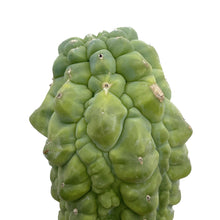 Load image into Gallery viewer, Myrtillocactus geometrizans cv. ‘Glorp’ | Glorp - Grafted Small - San Pedro Source

