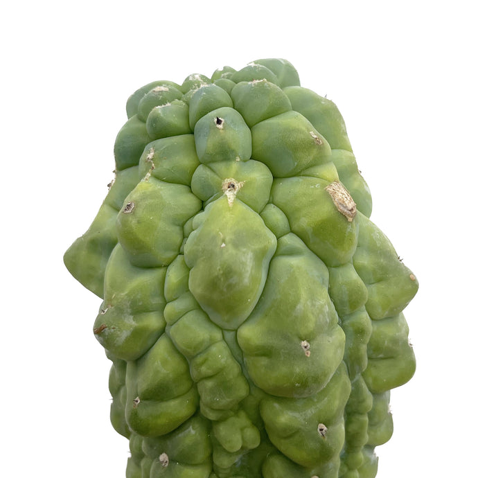 Myrtillocactus geometrizans cv. ‘Glorp’ | Glorp - Grafted Small - San Pedro Source