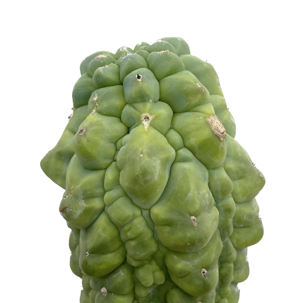 Glorp | Myrtillocactus geometrizans cv. ‘Glorp’