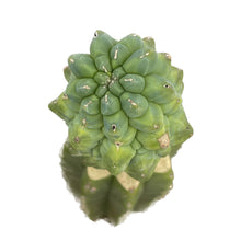 Load image into Gallery viewer, Myrtillocactus geometrizans cv. ‘Glorp’ | Glorp - Grafted Small - San Pedro Source
