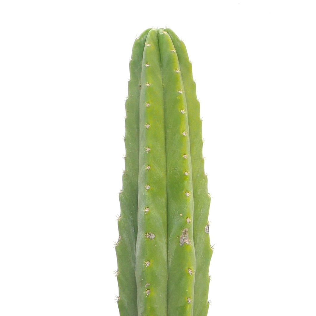 San Pedro Cactus | Trichocereus (Echinopsis) Pachanoi - Non-PC Cultivars / Seedling (2-4 inches) - San Pedro Source