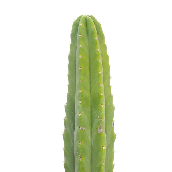 san pedro cactus for sale denver San Pedro Cactus
