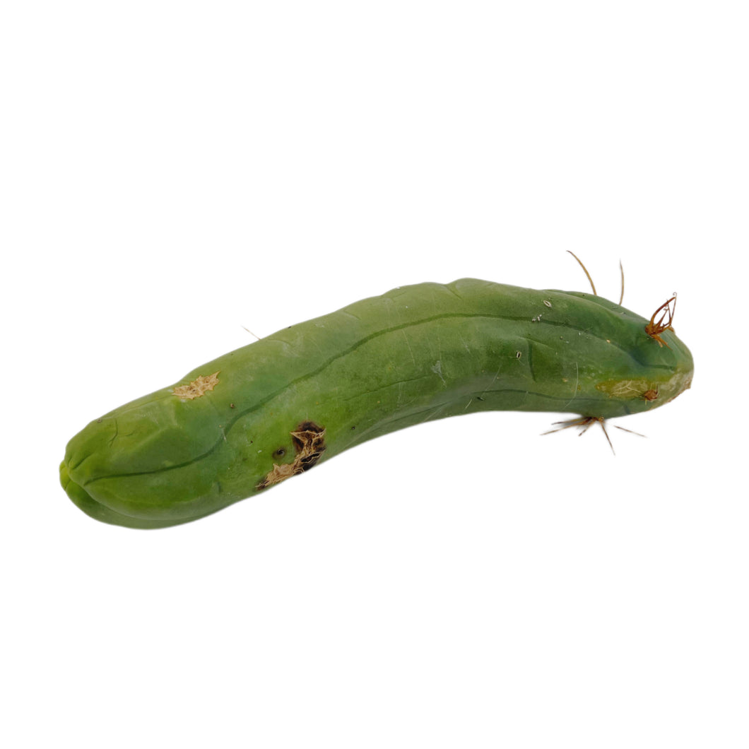 Trichocereus Bridgesii Monstrose | Long Form | Type A | Penis Cactus - Cutting / Large (6-8 inch) - San Pedro Source