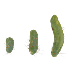 Load image into Gallery viewer, Penis Cactus | Long Form | Trichocereus bridgesii monstrose
