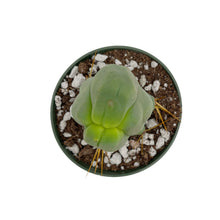 Load image into Gallery viewer, Trichocereus Bridgesii Monstrose | Long Form | Type A | Penis Cactus - Cutting / Small(3-4 inch) - San Pedro Source
