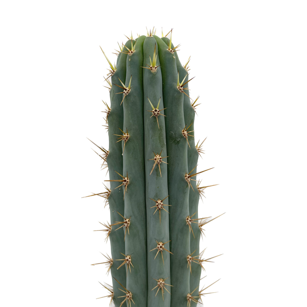 Peruvian Torch Cactus | Trichocereus peruvianus | Echinopsis peruviana