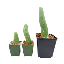 Load image into Gallery viewer, Trichocereus Bridgesii Monstrose | Long Form | Type A | Penis Cactus
