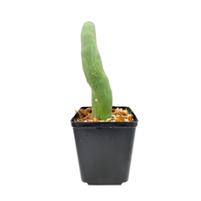 Load image into Gallery viewer, Trichocereus Bridgesii Monstrose | Long Form | Type A | Penis Cactus

