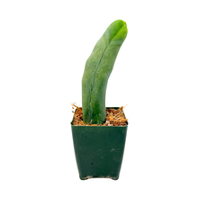 Load image into Gallery viewer, Trichocereus Bridgesii Monstrose | Long Form | Type A | Penis Cactus
