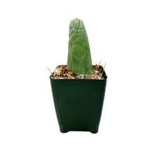 Load image into Gallery viewer, Trichocereus Bridgesii Monstrose | Long Form | Type A | Penis Cactus
