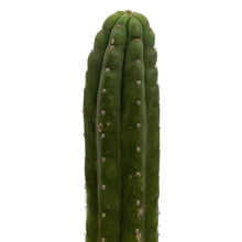 Load image into Gallery viewer, Rod | Trichocereus Pachanoi &#39;Rod&#39;
