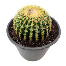 Load image into Gallery viewer, Echinocactus grusonii intermedius | Short spined Golden Barrel Cactus

