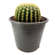Load image into Gallery viewer, Echinocactus grusonii intermedius | Short spined Golden Barrel Cactus
