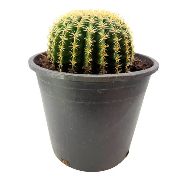 Echinocactus grusonii intermedius | Short spined Golden Barrel Cactus